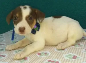Cachorro raça  idade Abaixo de 2 meses nome Sem nome