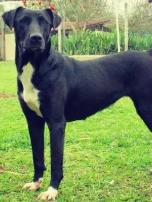 Cachorro raça SRD idade 3 anos nome Bonguinha