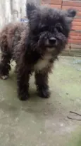 Peludo
