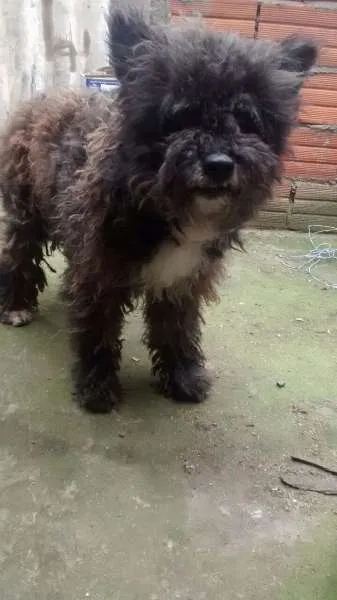 Cachorro ra a SRD idade 3 anos nome Peludo