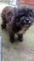 Peludo