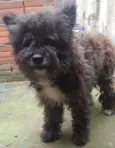 Peludo