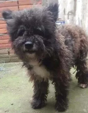Cachorro raça SRD idade 3 anos nome Peludo