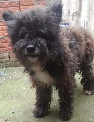 Cachorro ra a SRD idade 3 anos nome Peludo