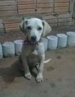 Cachorro ra a Predominante Foxhound Americano idade 2 a 6 meses nome Jujuba