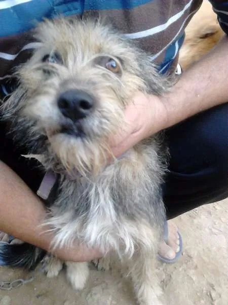 Cachorro ra a vira latinha idade 2 anos nome Estopinha