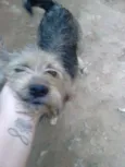 Estopinha