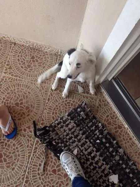 Cachorro ra a SHOW/PITBULL /VILA LATA idade 4 anos nome THOR/PRINCESA