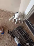 THOR/PRINCESA
