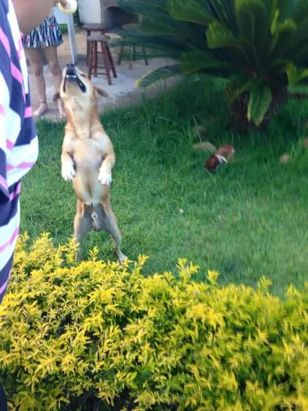 Cachorro ra a SHOW/PITBULL /VILA LATA idade 4 anos nome THOR/PRINCESA