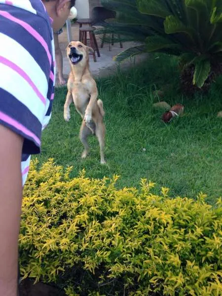 Cachorro ra a SHOW/PITBULL /VILA LATA idade 4 anos nome THOR/PRINCESA