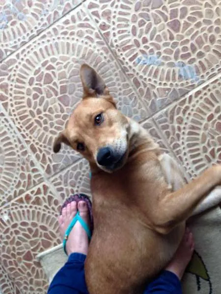 Cachorro ra a SHOW/PITBULL /VILA LATA idade 4 anos nome THOR/PRINCESA