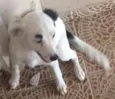 THOR/PRINCESA