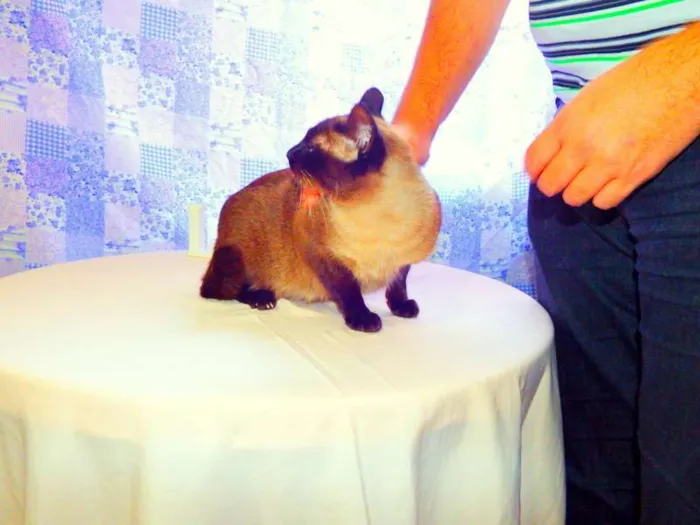 Gato ra a Siamesa idade 1 ano nome Amora - castrada, v