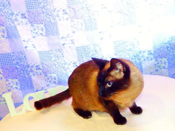 Gato ra a Siamesa idade 1 ano nome Amora - castrada, v