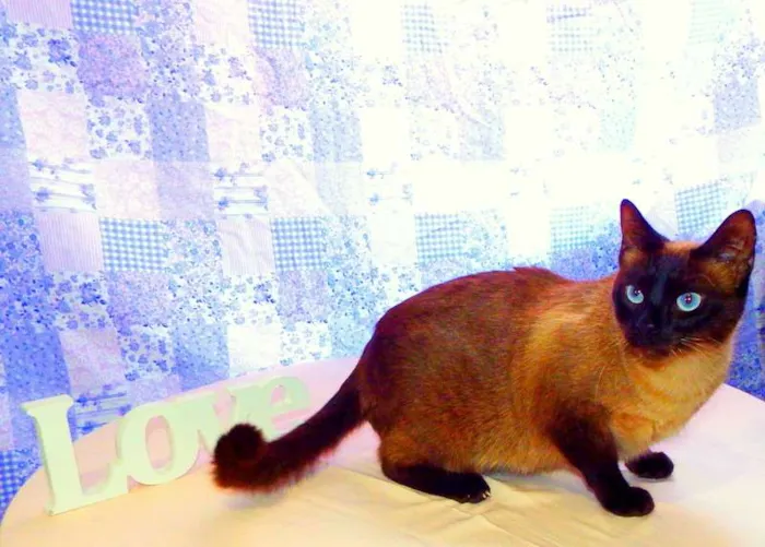 Gato ra a Siamesa idade 1 ano nome Amora - castrada, v