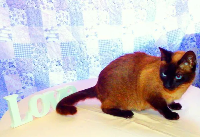 Gato ra a Siamesa idade 1 ano nome Amora - castrada, v