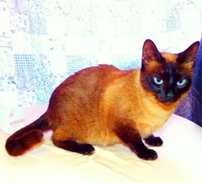 Gato ra a Siamesa idade 1 ano nome Amora - castrada, v