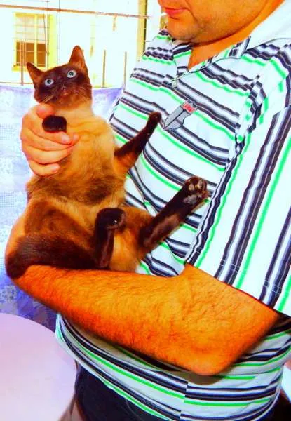 Gato ra a Siamesa idade 1 ano nome Amora - castrada, v