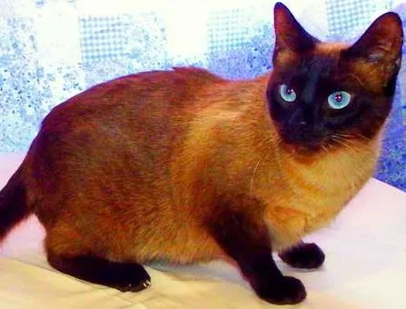 Gato ra a Siamesa idade 1 ano nome Amora - castrada, v