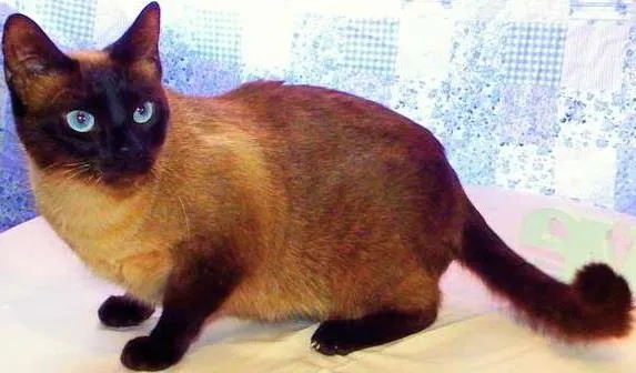 Gato ra a Siamesa idade 1 ano nome Amora - castrada, v