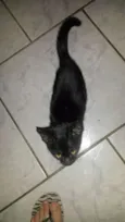 Pretinha