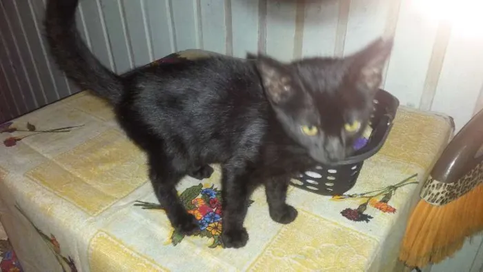 Gato ra a  idade 2 a 6 meses nome Pretinha