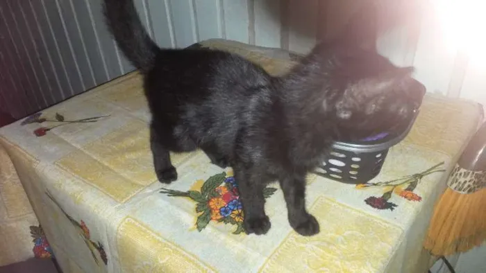 Gato ra a  idade 2 a 6 meses nome Pretinha