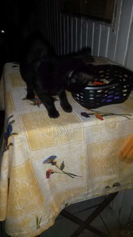 Gato ra a  idade 2 a 6 meses nome Pretinha