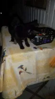 Pretinha