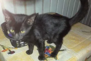 Gato raça  idade 2 a 6 meses nome Pretinha