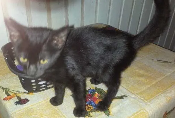 Gato ra a  idade 2 a 6 meses nome Pretinha
