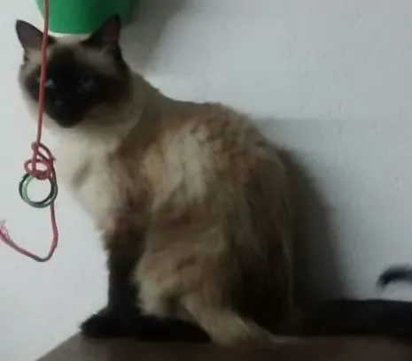 Gato ra a Siamês idade 5 anos nome MELISSA GRATIFICA