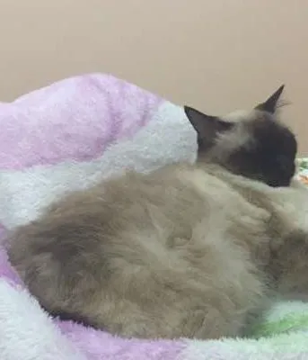 Gato ra a Siamês idade 5 anos nome MELISSA GRATIFICA