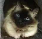 Gato raça Siamês idade 5 anos nome MELISSA GRATIFICA