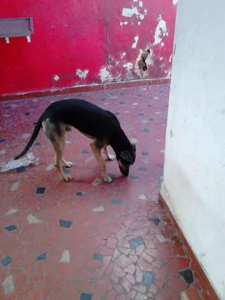 Cachorro ra a SRD idade 2 anos nome Apolo