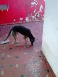 Apolo