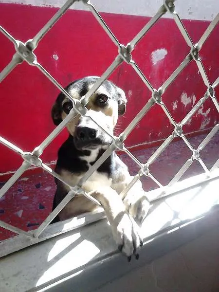 Cachorro ra a SRD idade 2 anos nome Apolo
