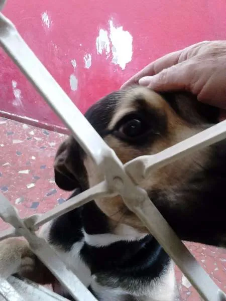 Cachorro ra a SRD idade 2 anos nome Apolo