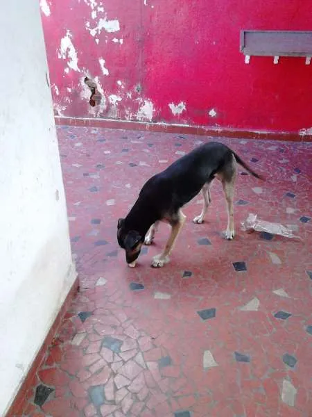 Cachorro ra a SRD idade 2 anos nome Apolo