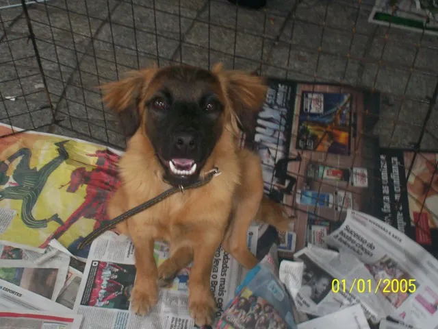 Cachorro ra a SRD idade 7 a 11 meses nome Betina