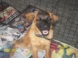Betina