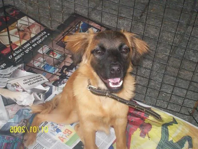 Cachorro ra a SRD idade 7 a 11 meses nome Betina