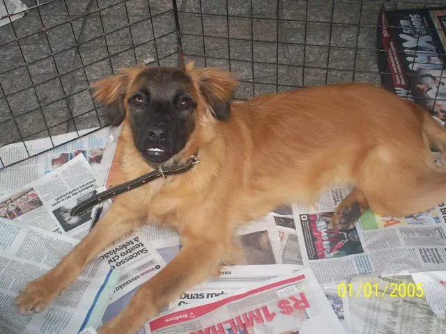 Cachorro ra a SRD idade 7 a 11 meses nome Betina