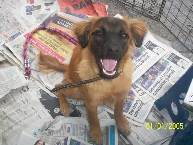 Cachorro ra a SRD idade 7 a 11 meses nome Betina
