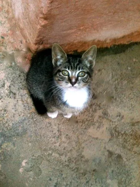 Gato ra a SRD idade Abaixo de 2 meses nome Meggie