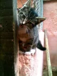 Meggie