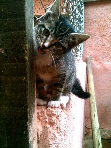 Gato ra a SRD idade Abaixo de 2 meses nome Meggie