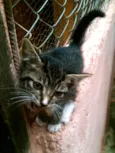 Meggie
