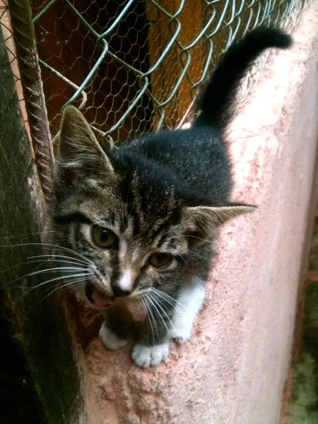 Gato ra a SRD idade Abaixo de 2 meses nome Meggie